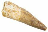 Fossil Spinosaurus Tooth - Real Dinosaur Tooth #305744-1